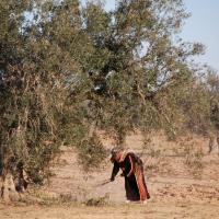 Tenue traditionnelle tunisie recolte des olives awanekkinnan 2