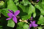 violettes dans mon jardin