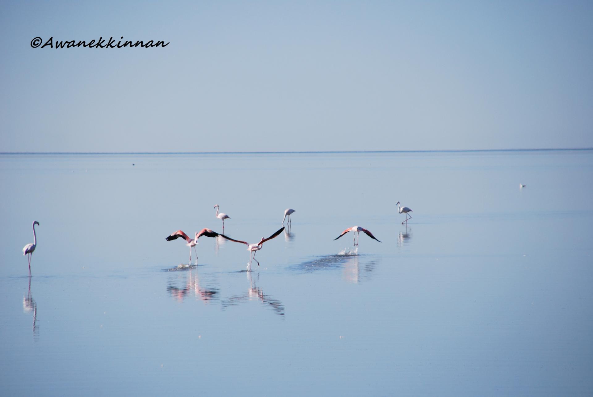 Flamants roses en fevrier mer d huile 12 awanekkinnan