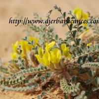 Fleur du desert a douz 1