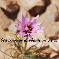 Fleur du desert a douz violette 1